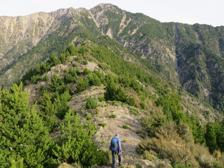 Contorta pine creeping up towards Waihopai Valley