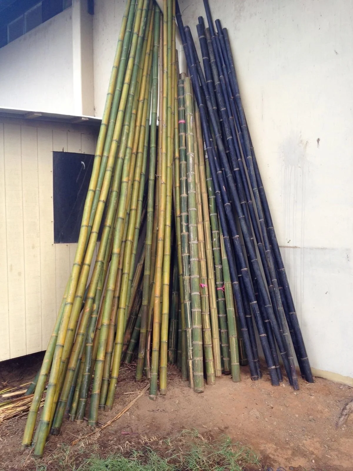 Three species of bamboo — golden, green, black — leaning against school wall