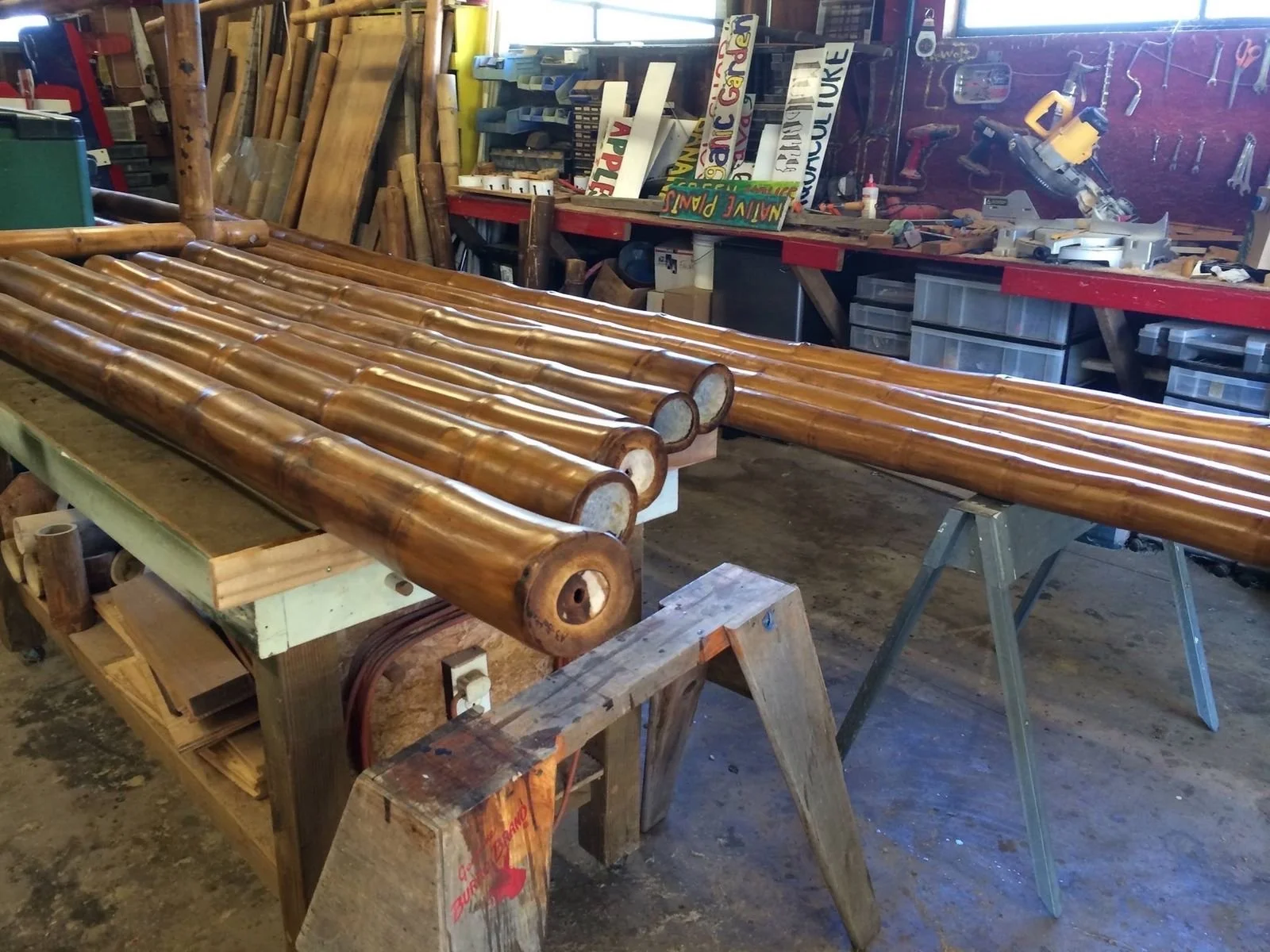 Treated golden bamboo culms on sawhorses in Bobby's shop
