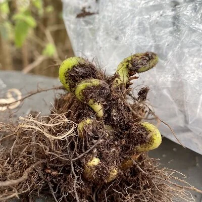 This week: coming to terms with ferns