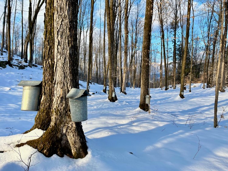 Sugaring, maple orchard with sap buckets, Dummerston, VT, 2023