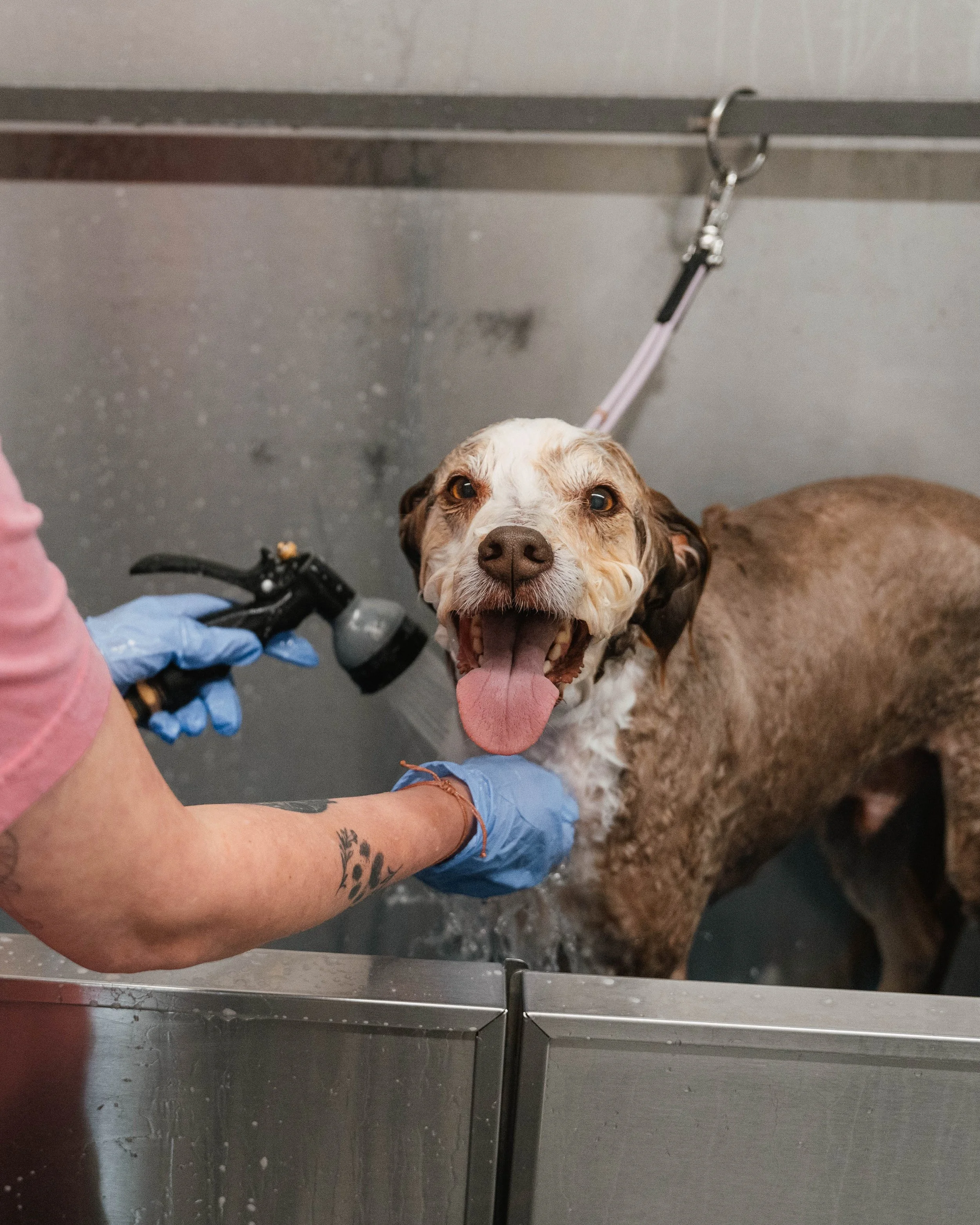 Grooming at Paws At Main Corona