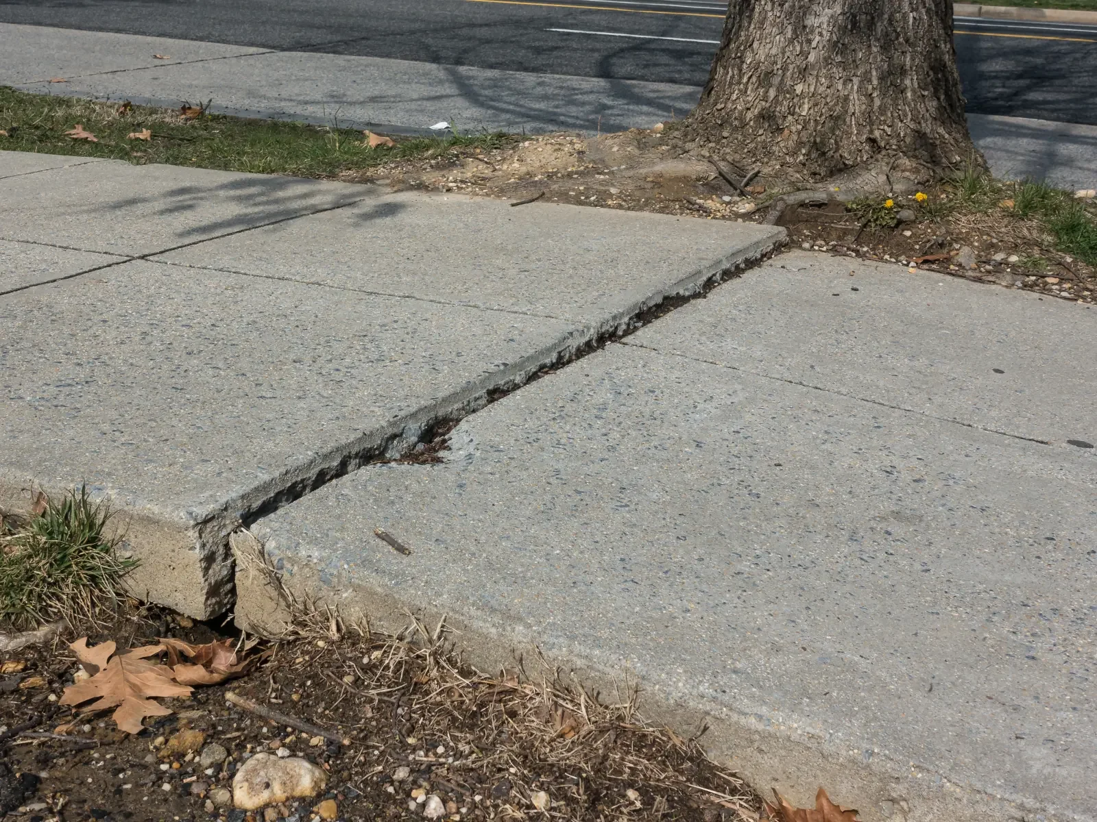 Raised and cracked concrete sidewalk caused by tree roots, representing an uneven-walkway hazard.