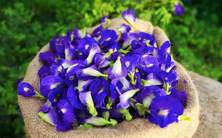 Butterfly Pea