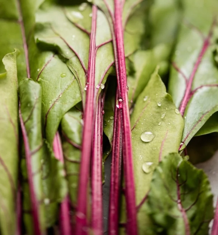 Swiss Chard