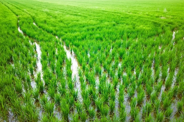 Rice