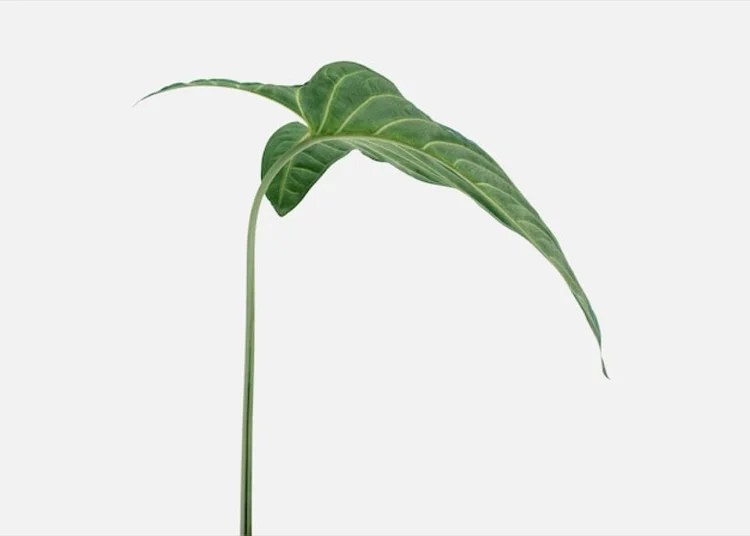 Taro