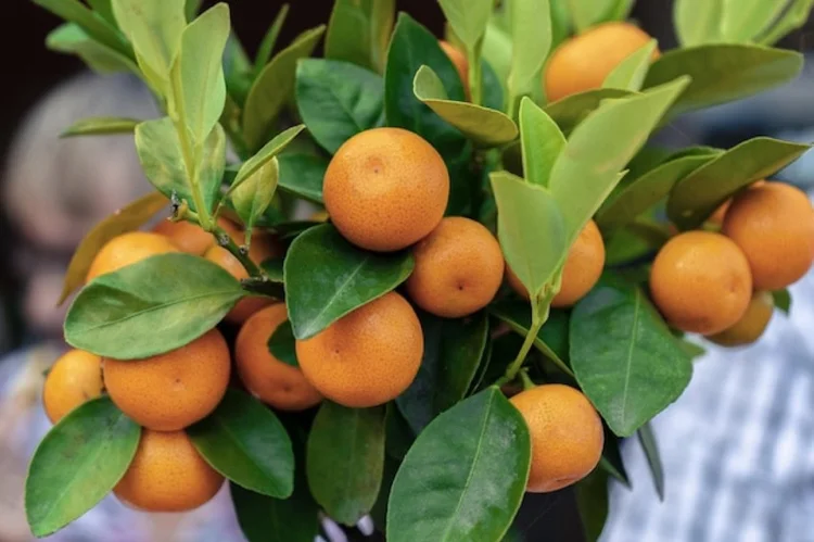 Calamansi