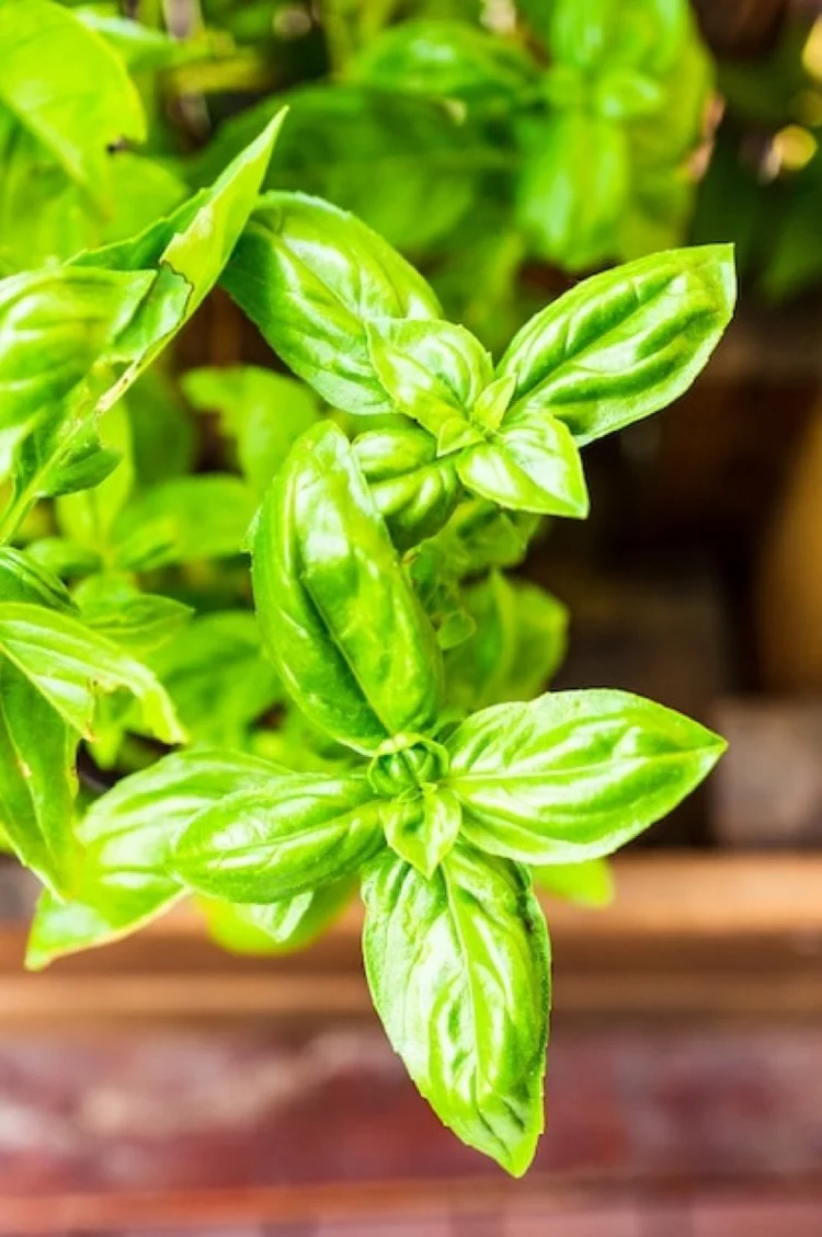 Khmer Basil