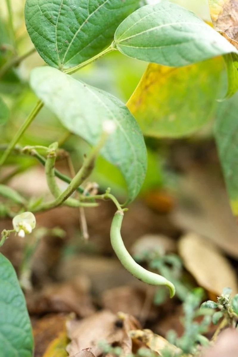 Yardlong Bean