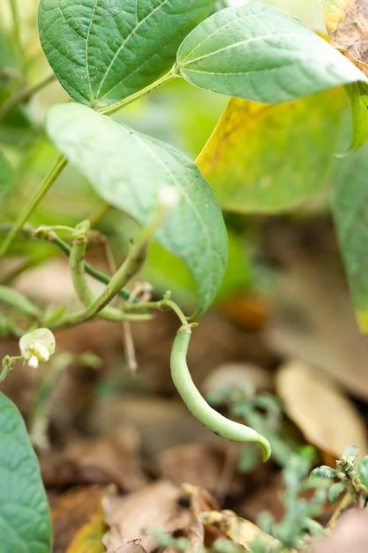 Yardlong Bean