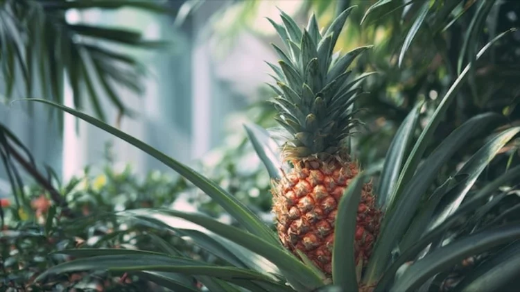 Pineapple