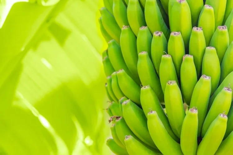 Banana Trees