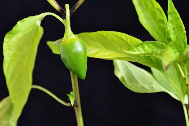 Chilli