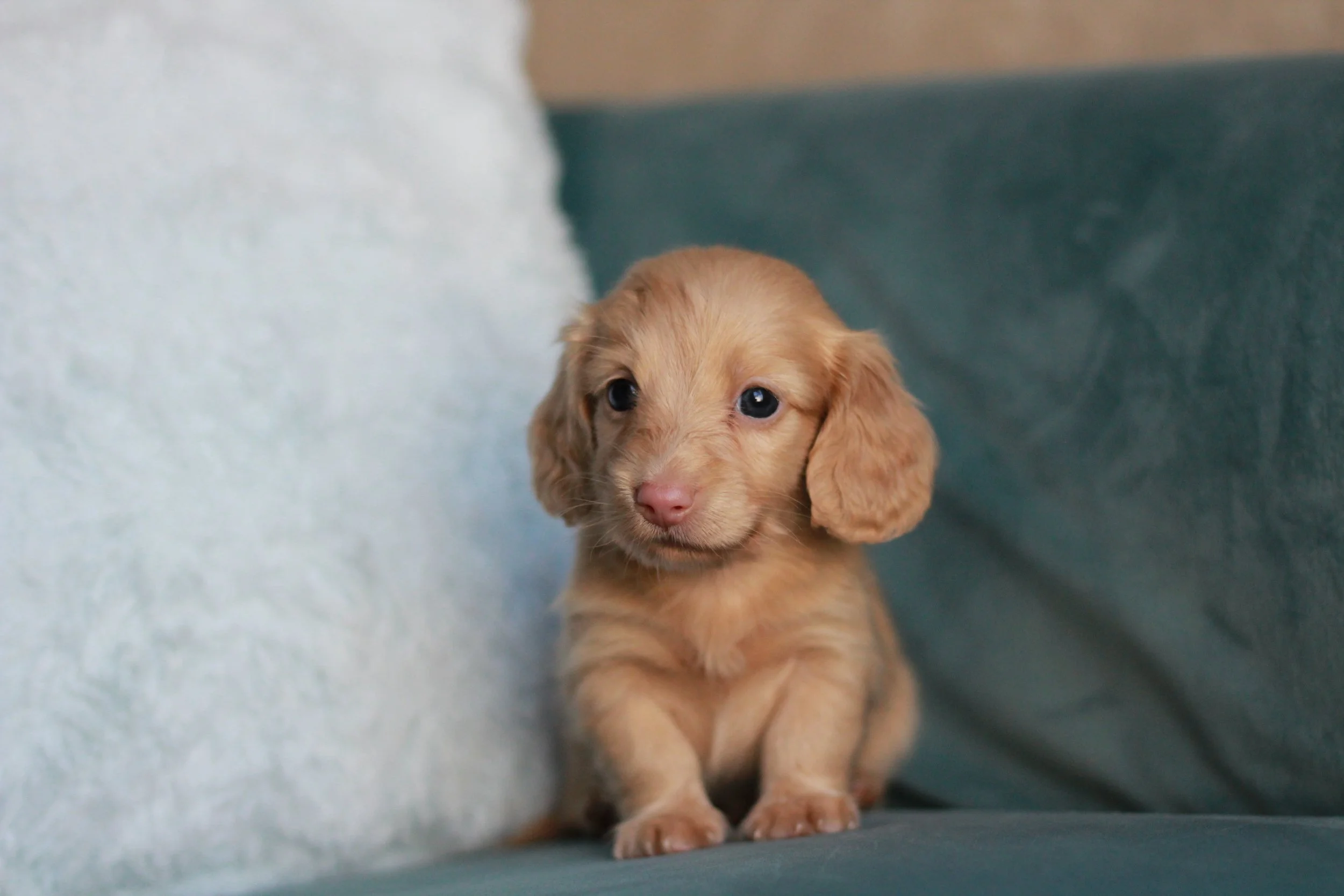 Cheddar Biscuit