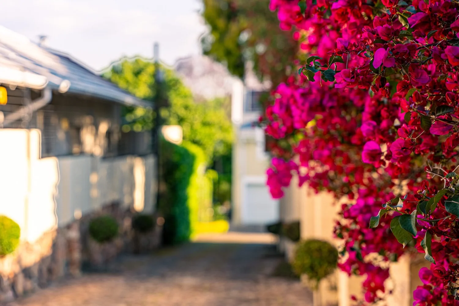 The private lane to the house, with magenta bougainvillea spilling over the wall