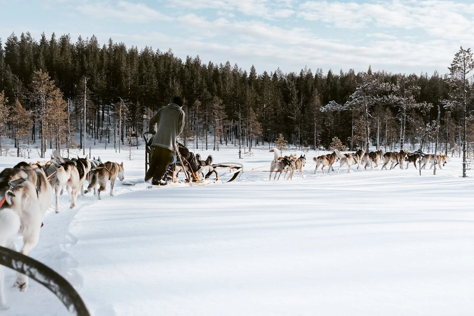 Winter dog sledding adventure in Dalarna