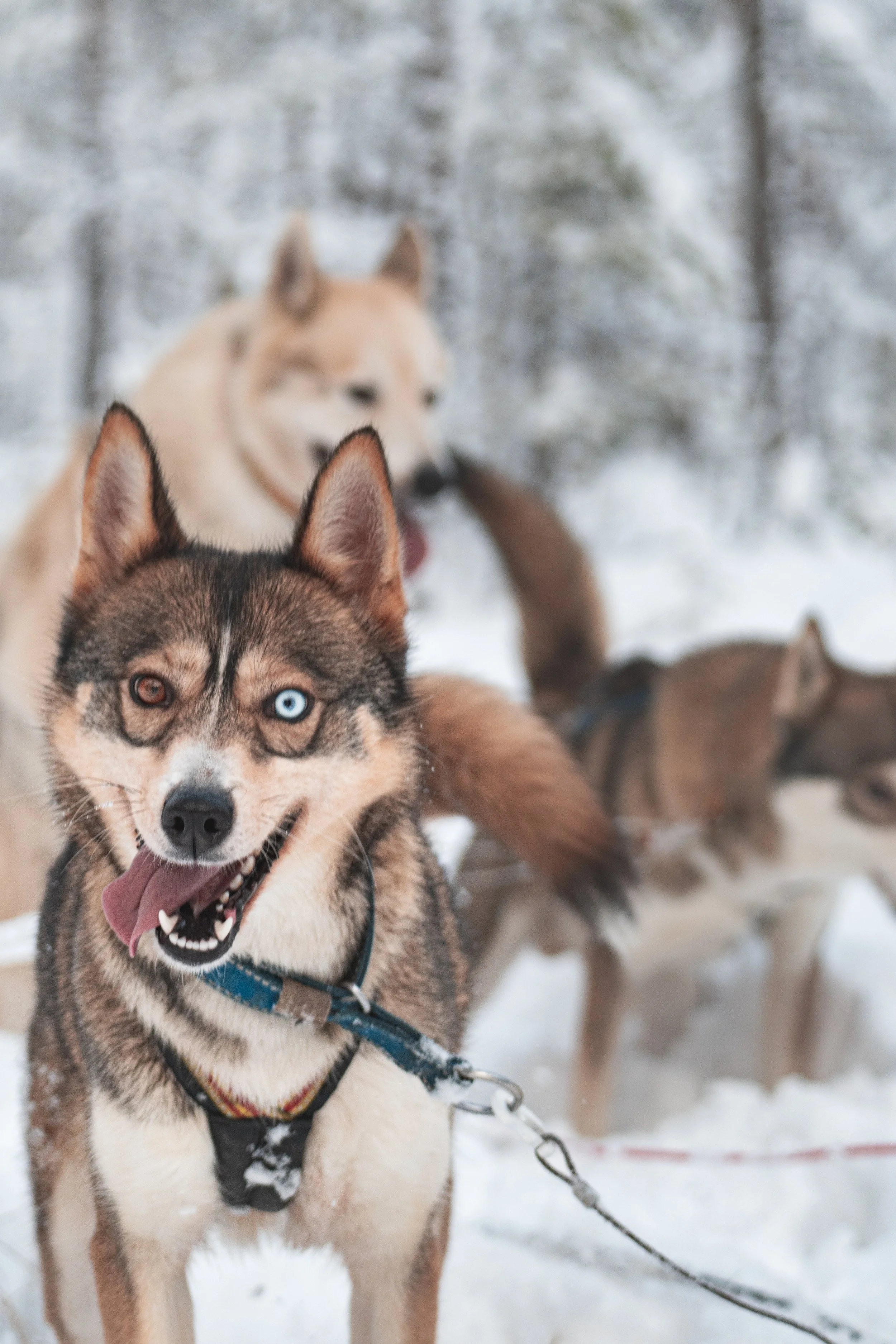 Call of the Wild dog sledding tour