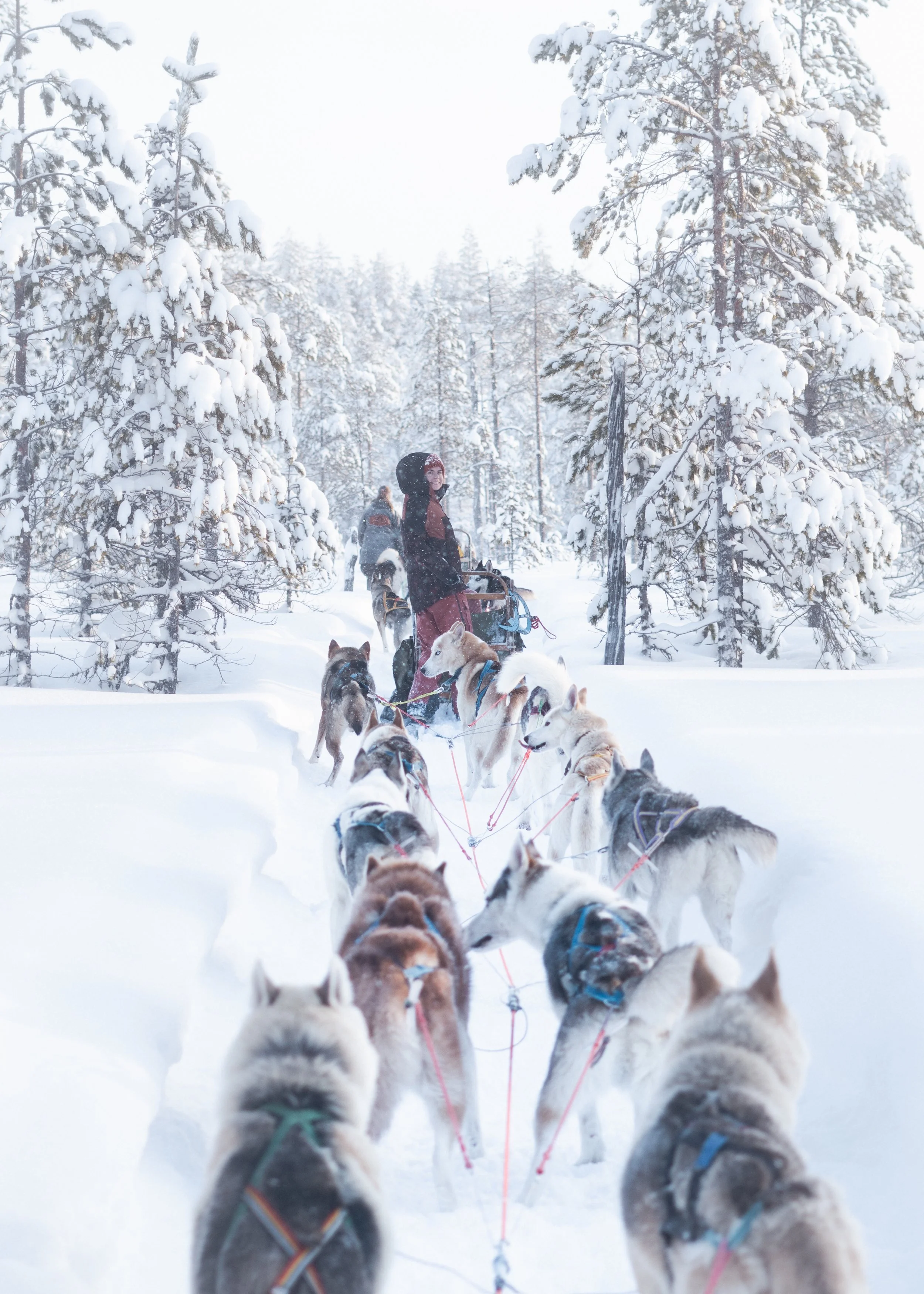 Family friendly husky tour