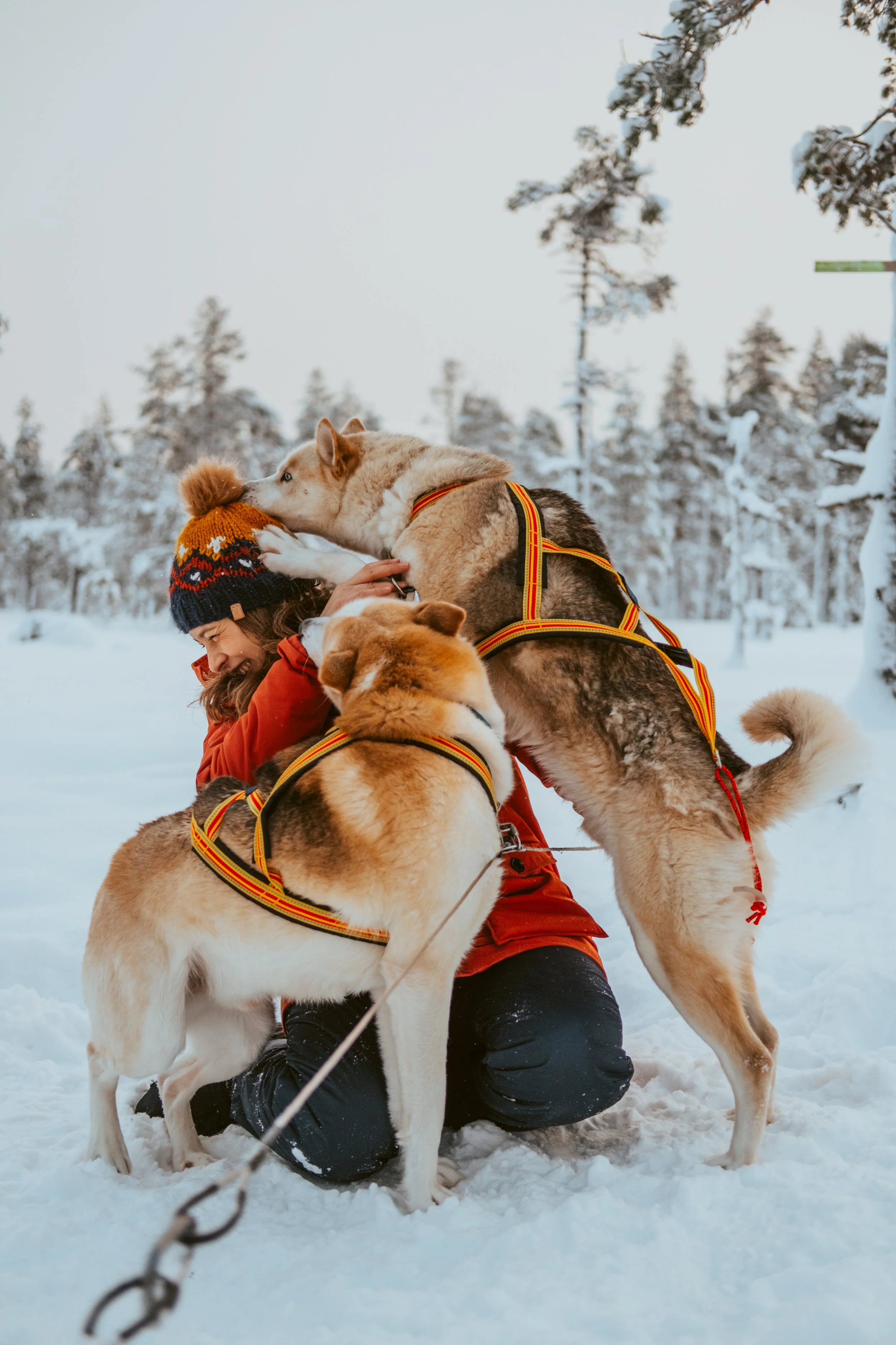 Below Zero Husky Tours and Siberian Huskies