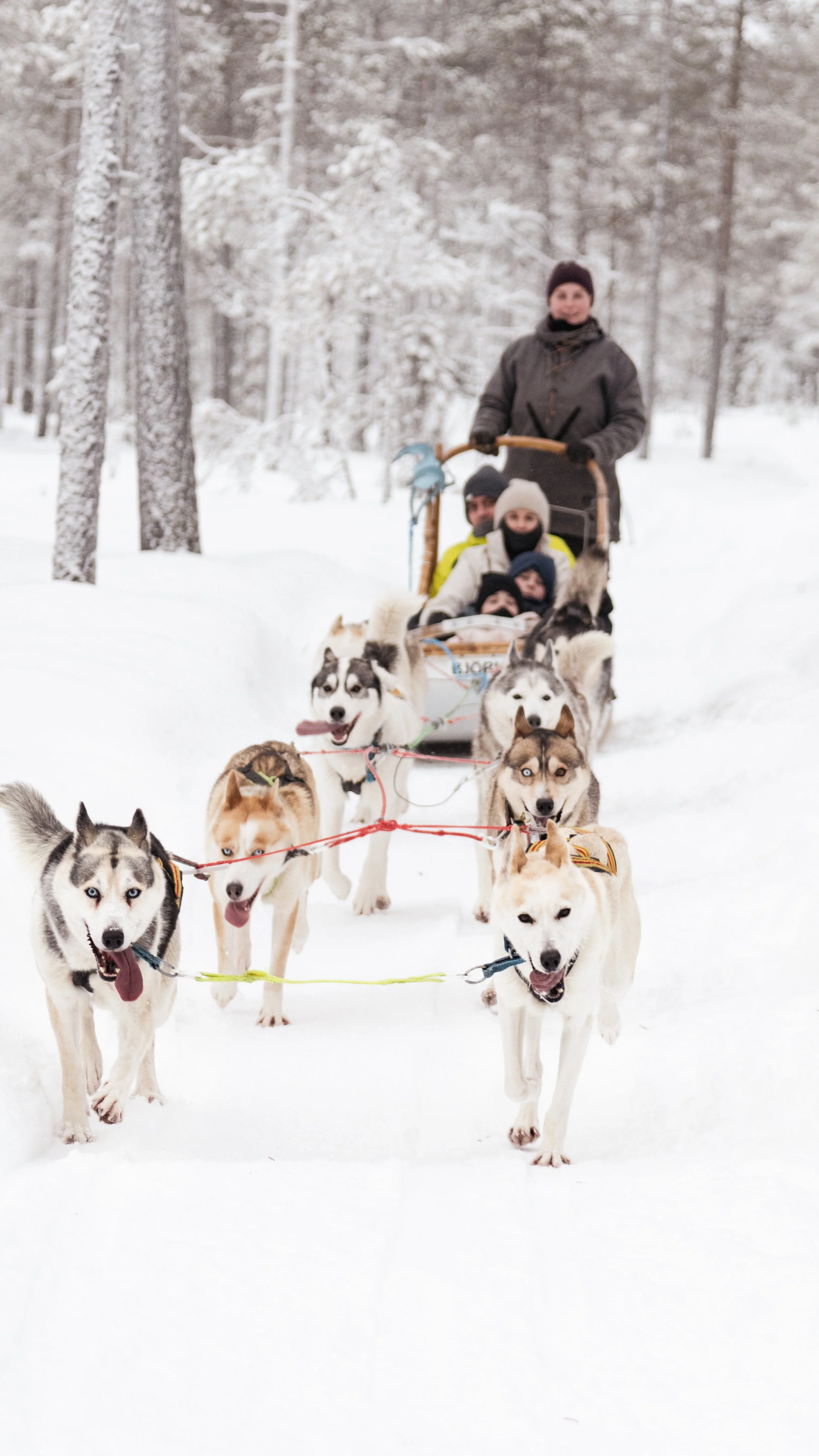 Family dog sledding experience