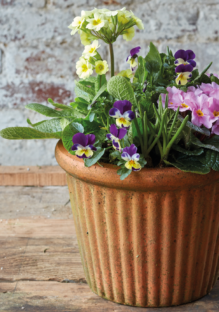 The Primrose Hill - Stunning Spring planters created by the Flower Girls... 