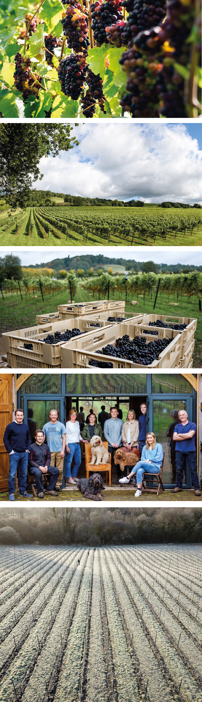 The vines, vineyards and the team at Chilworth Manor.