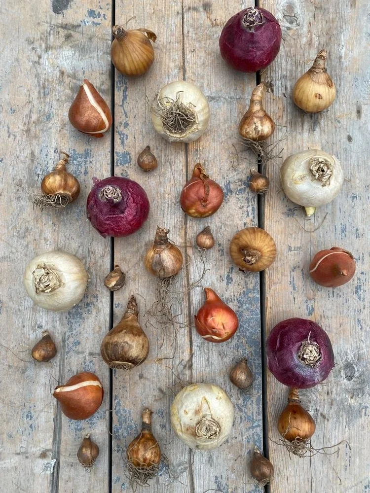Visit the shed near the Flowershop for the spring bulbs...