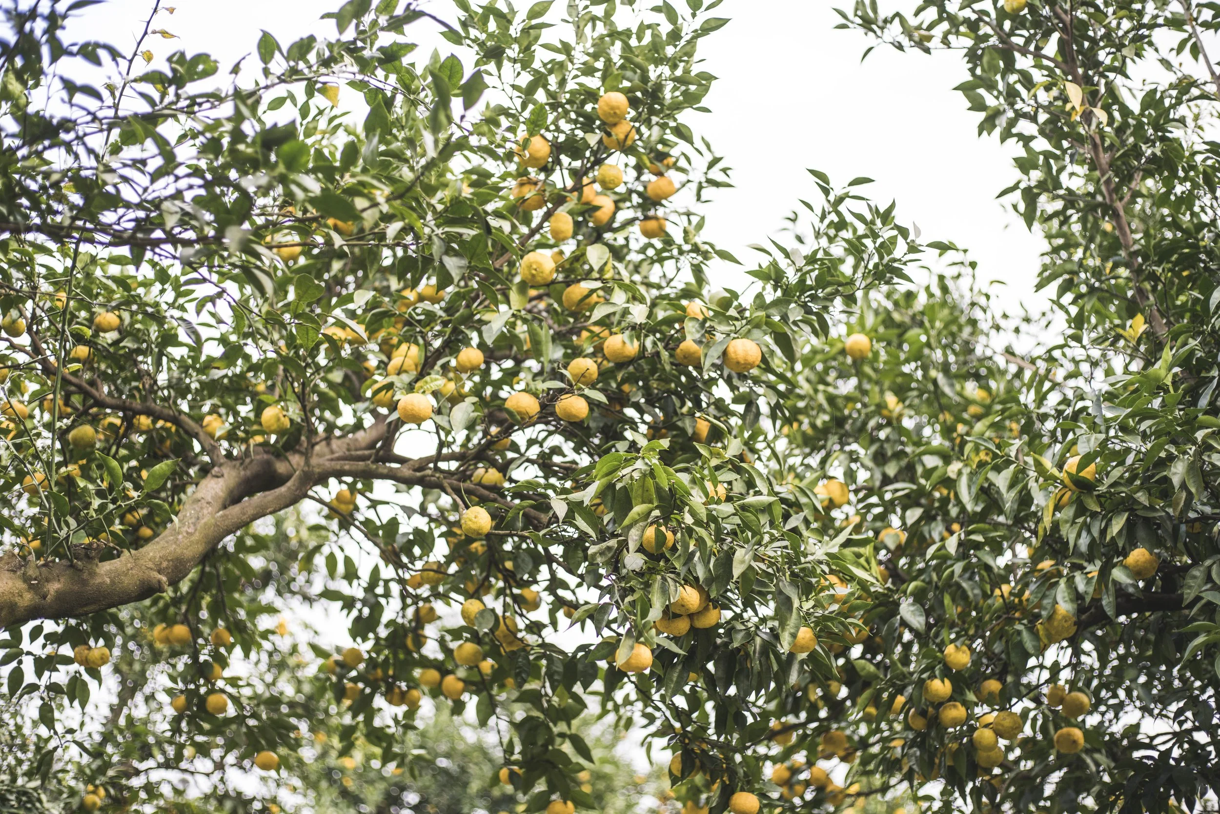 Yuzu sull'albero
