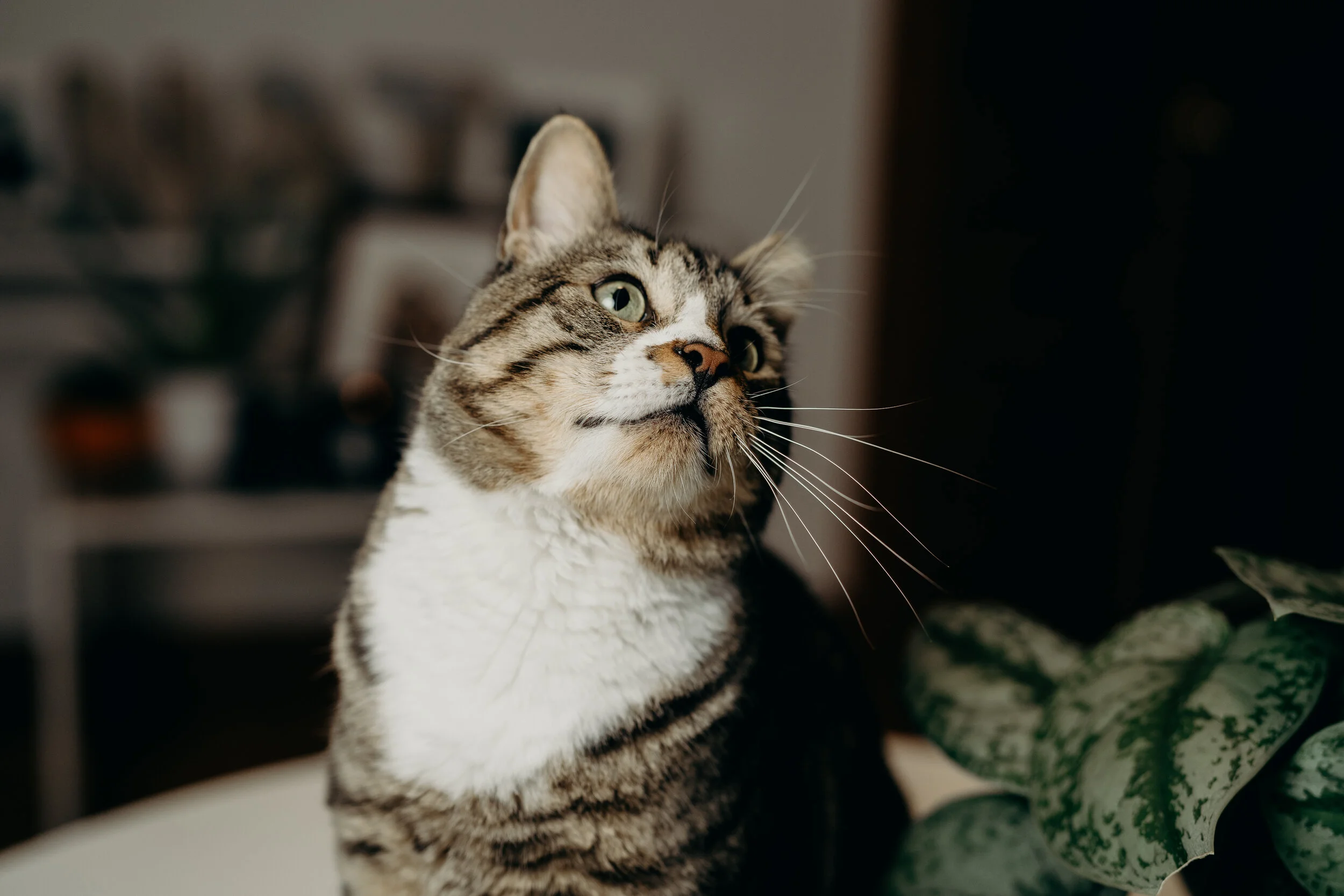 Soba the cat