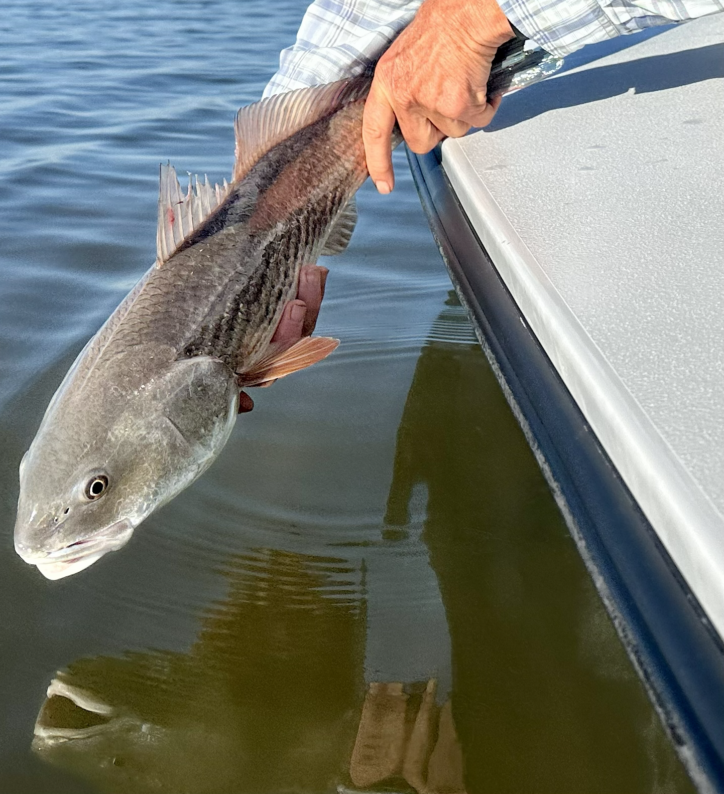 Redfish fly fishing in the South Carolina Lowcountry