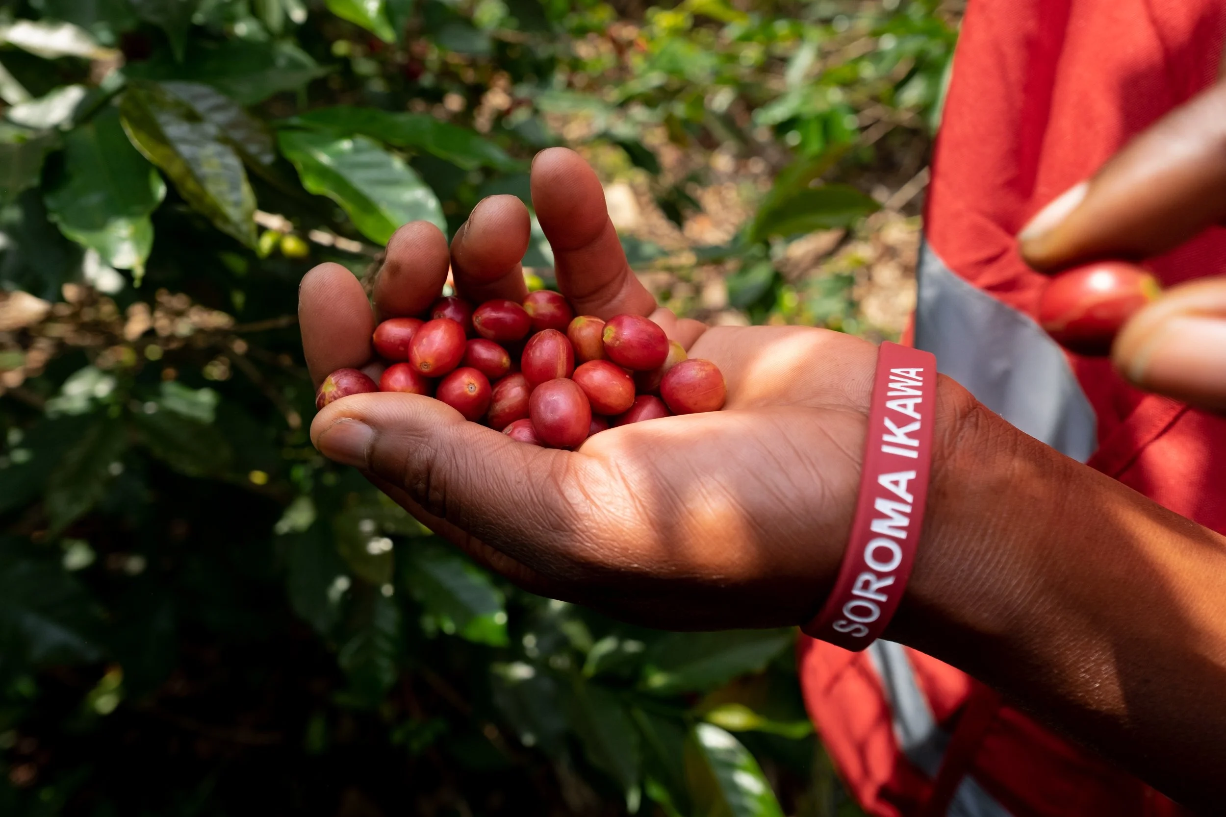 Women coffee farmers