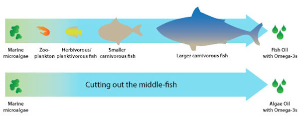 fish-chain-omega-3-for-web.