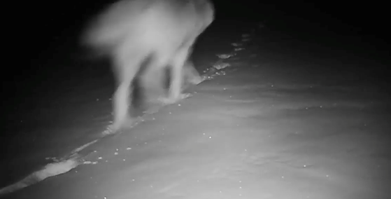 Wolf Video from Gittleson Ranch