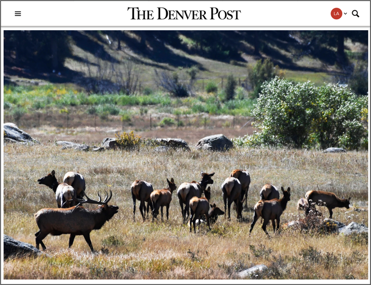 Denver Post Colorado Elk Herd
