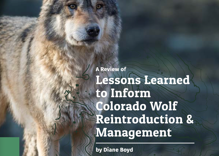 Lessons Learned to Inform Colorado Wolf Reintroduction