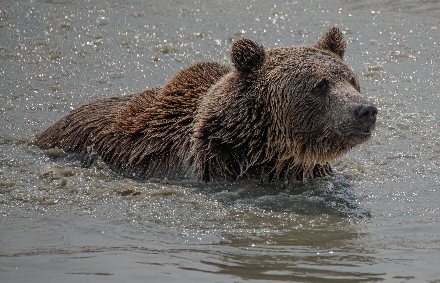 Медведь плавает скорость. Бурый медведь Кенай. Бурый медведь плавает фото. Бурый медведь в воде фото. Медведь плывет фото.