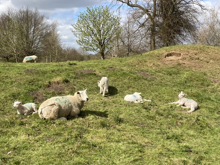Ewe and lambs lying on a grassy slope in sunshine.