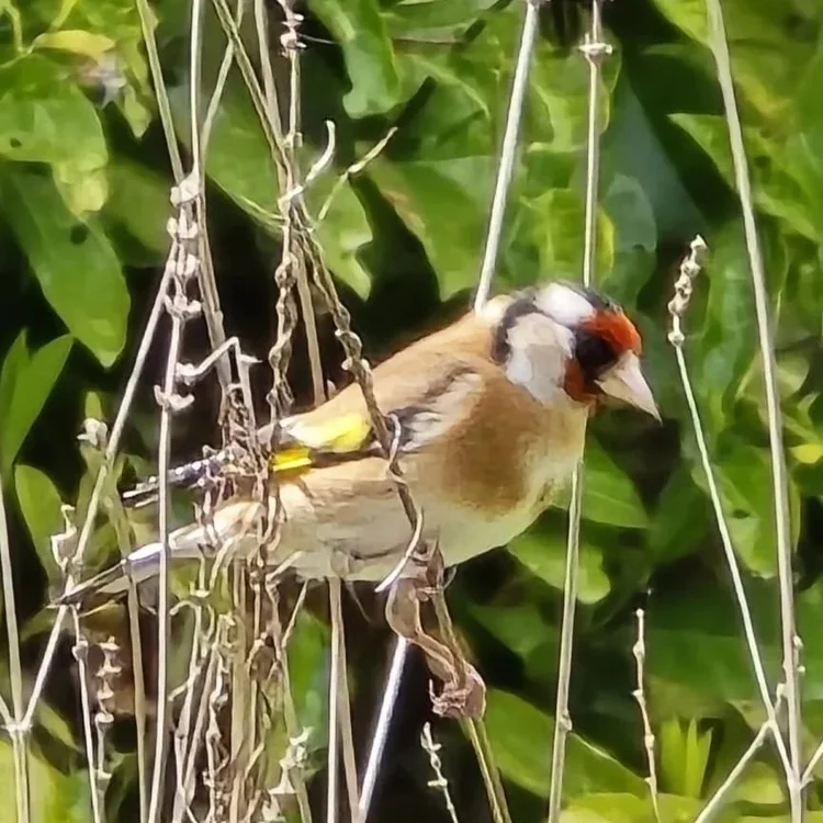 Goldfinch on desiccated lavender stems 