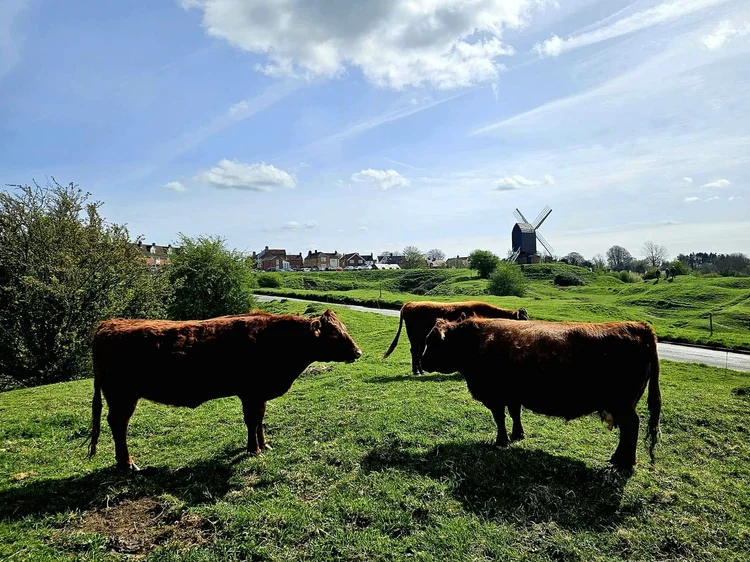 Three cows standing in sunlight with Brill Windmill in the distance