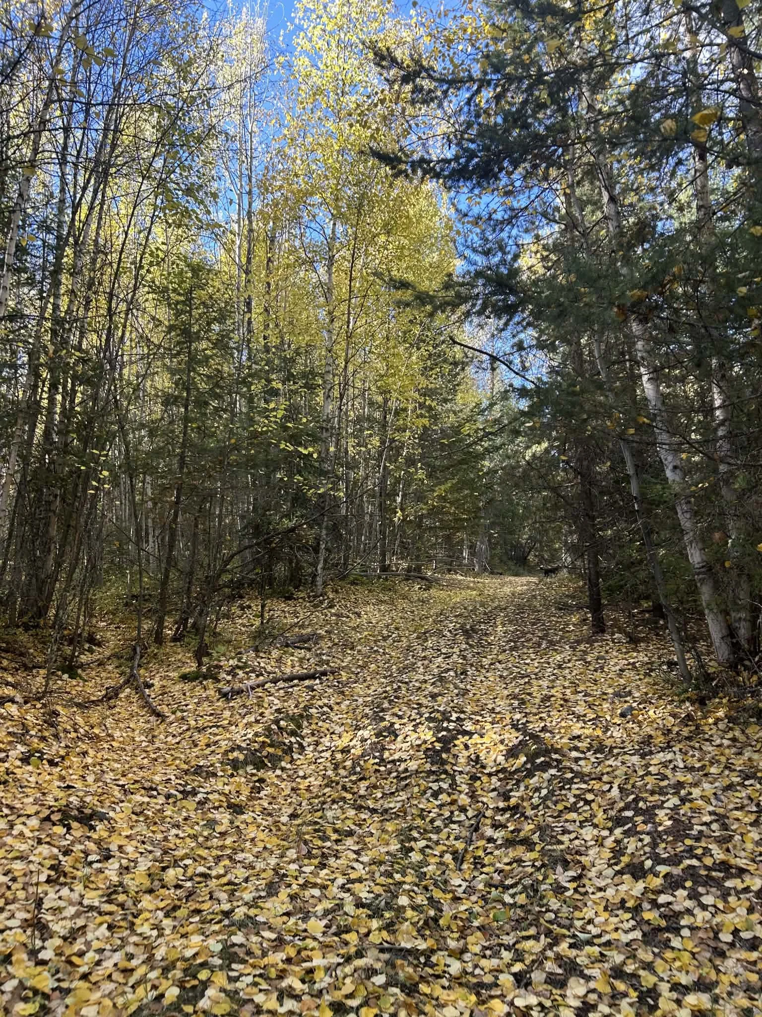 Fall forest colour near Kamloops