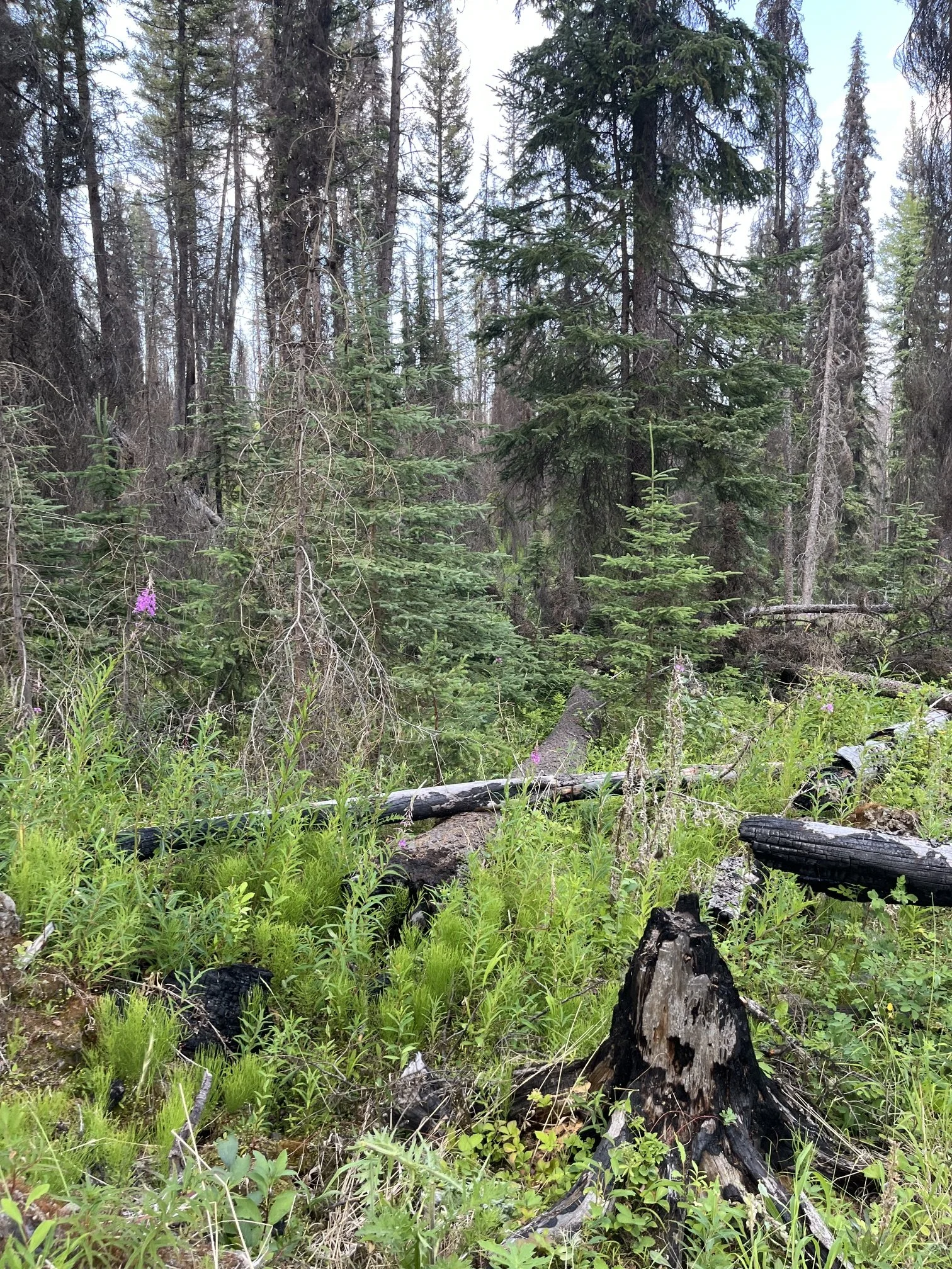Trail through the Stake Lake forest along the race route
