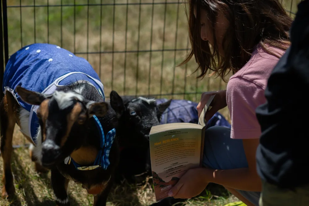 A child reads a book to Beans and Blueberry during a Goat Tales program