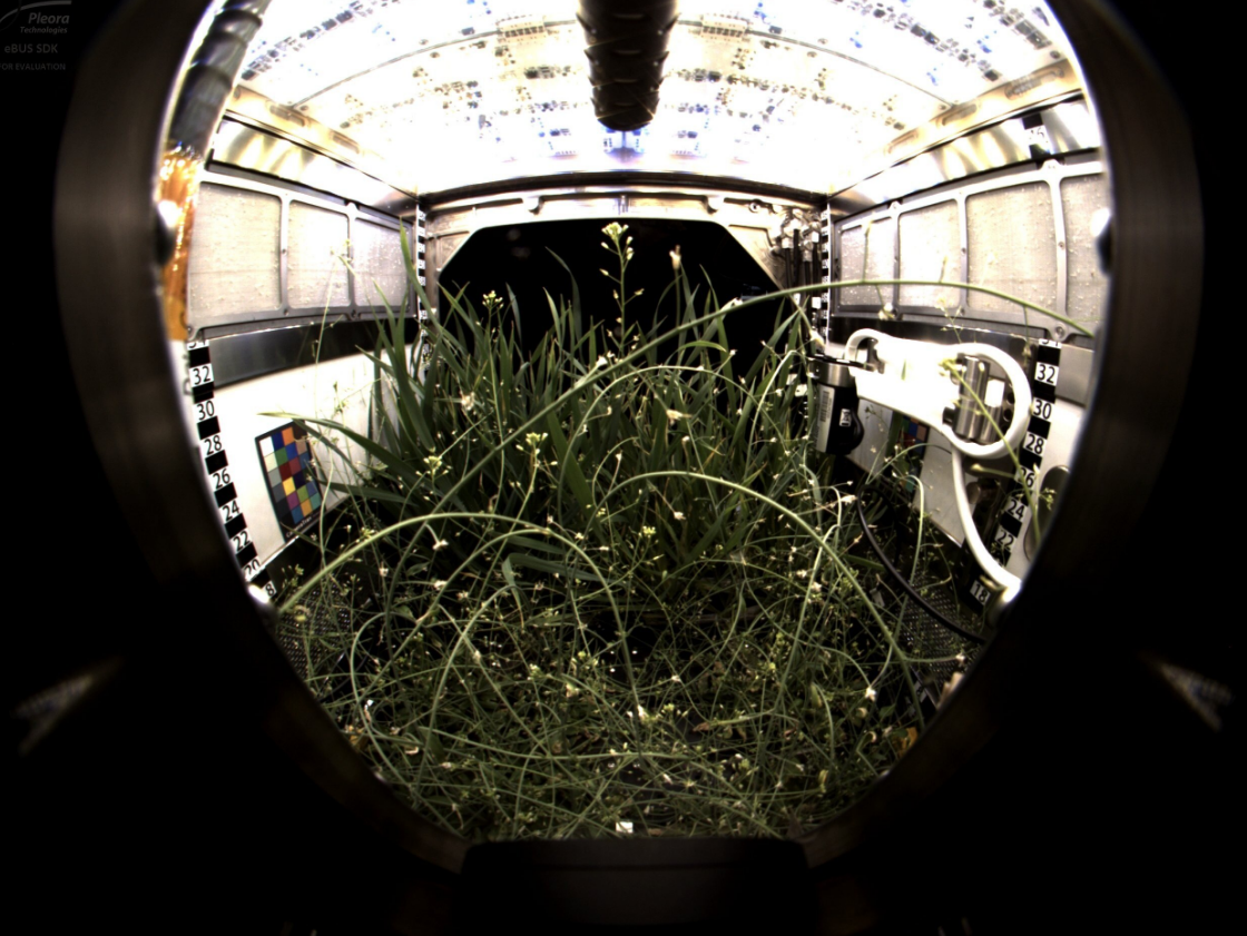 Какое растение первое зацвело в космосе. Оранжерея Veggie МКС. Растения на космической станции. Оранжерея на космической станции. Теплица в космосе.