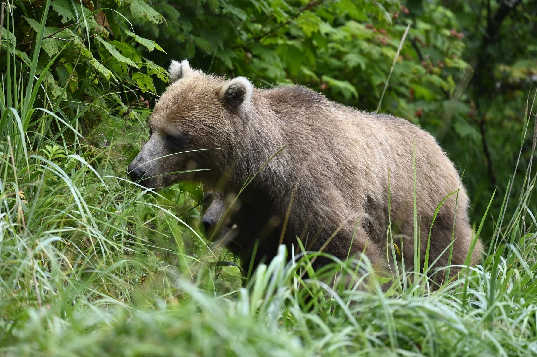 Brown bear foraging in lush Alaska vegetation