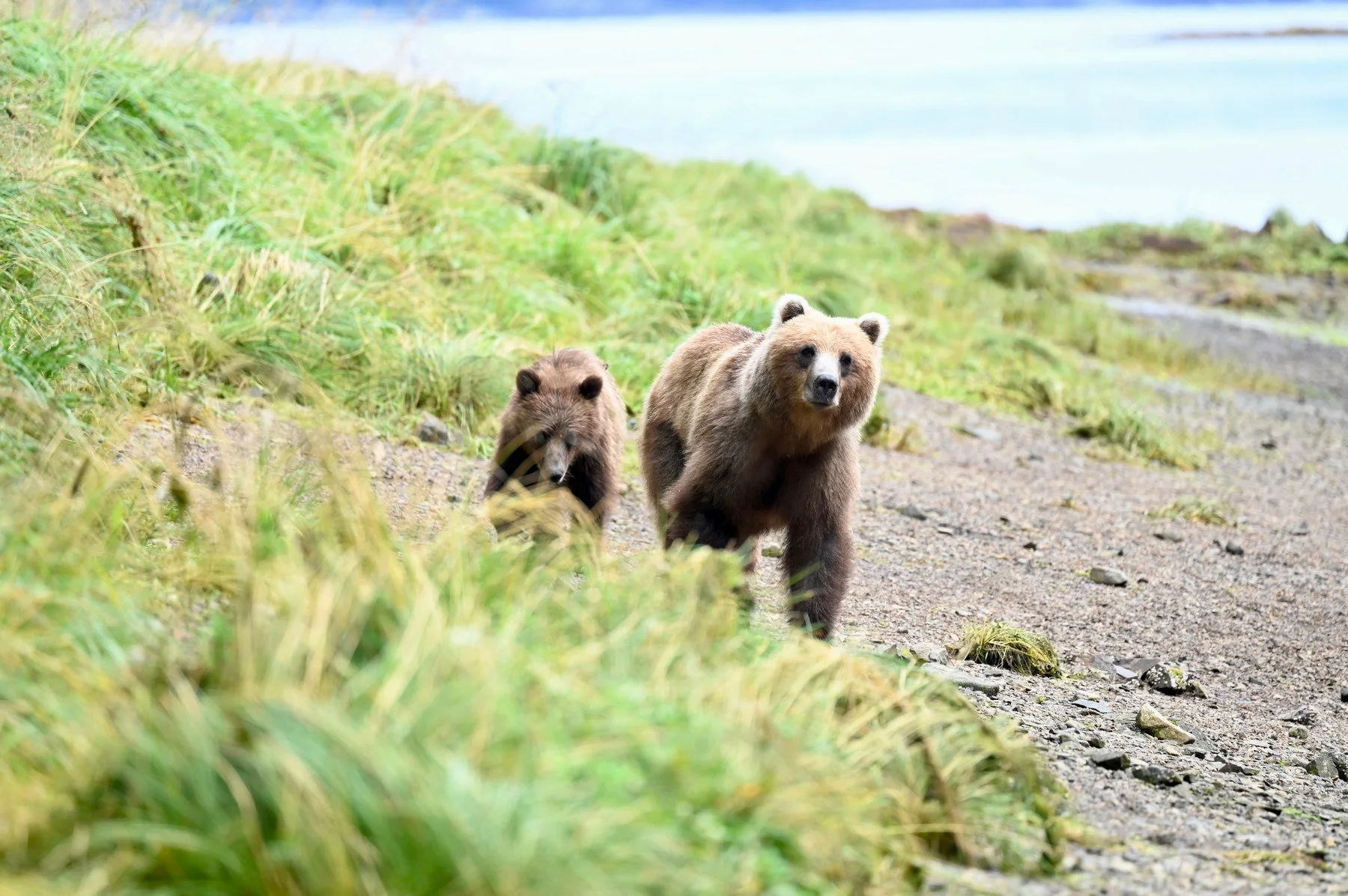 Brown bear with cub on an Alaska shoreline