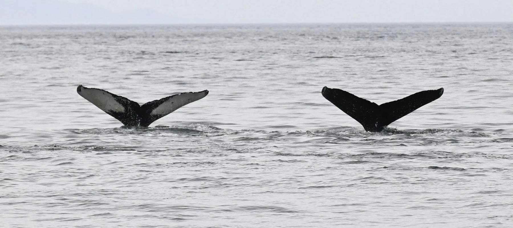 Two humpback whale tails above the water