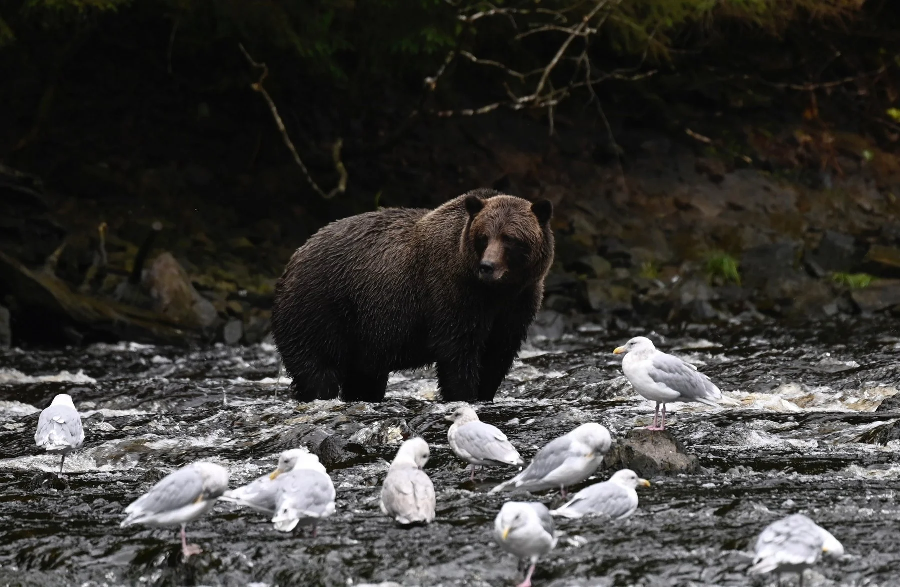 Brown bear standing in a river among gulls