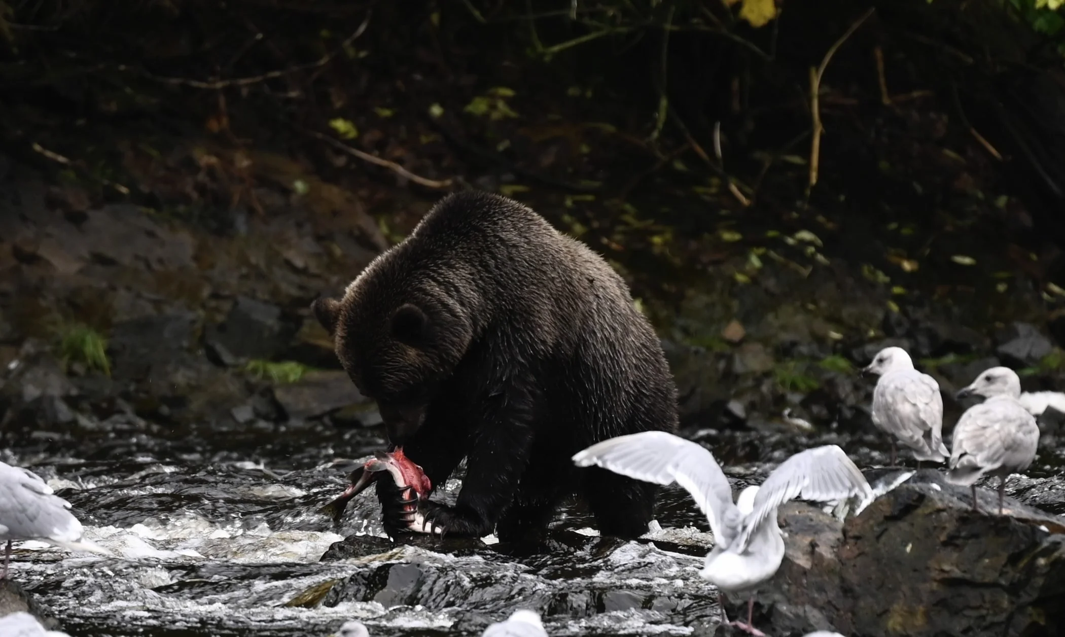 Alaska brown bear photographed during a Wild Dawn voyage