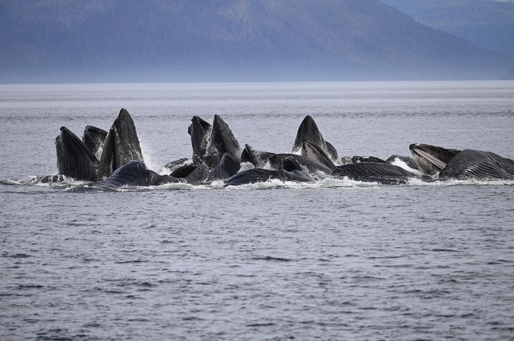 Humpback whales feeding at the surface